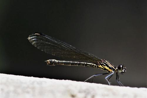 Réf. 290 381 : Rhinocypha arguta